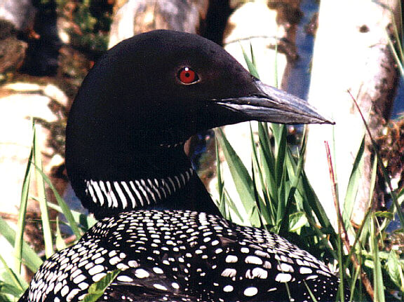 You're looking at a Loon, Minnesota's State Bird. Click to Return